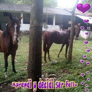 Meet your Posher, José